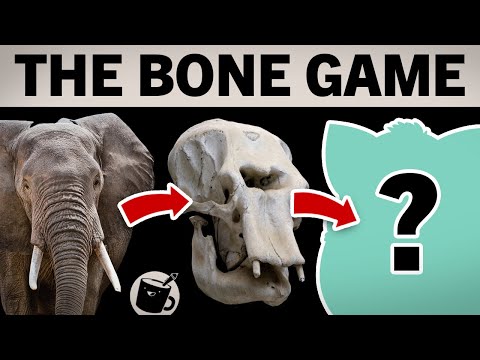 Drawing Animals Based On Their Skulls