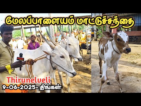 9-06-2025/ மேலப்பாளையம் மாட்டுச்சந்தை / திருநெல்வேலி மாவட்டம்