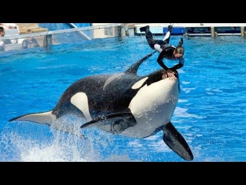 A Orca que traiu sua treinadora e chocou o mundo