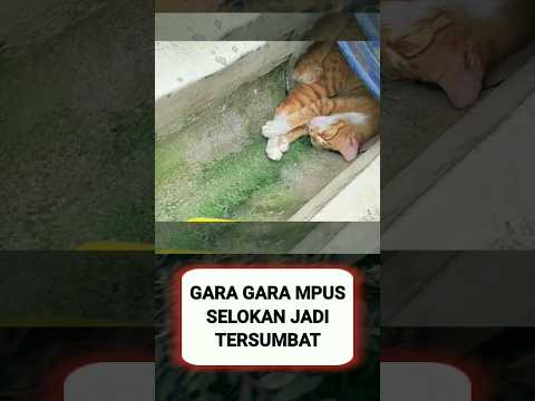 GARA² MPUS,JADI BEGINI DAH