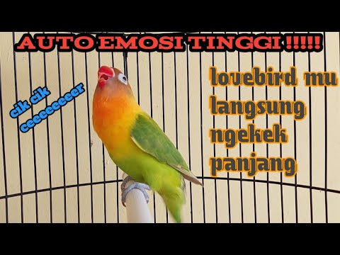 INI DIA !! PALING AMPUH LOVEBIRD NGEKEK DURASI PANJANG FULL FIGHTER NARUNG