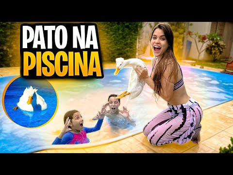 COLOQUEI MINHA PATA MARGARIDA NA PISCINA *nadou muito*