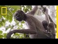 Spider Monkeys and Their Unique Adaptations