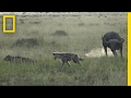 Buffalo Herd Defense Strategies