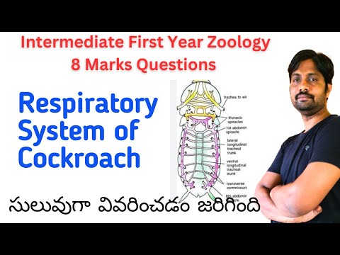 Respiratory System of Cockroach || Inter First Year Zoology Important 8 Marks Quotations