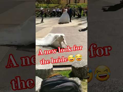 Новый вид невесты "Умора"😹😻 #видосыоткота #funny #shortsvideo