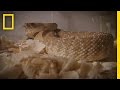 Understanding Snake Handling in Religious Contexts