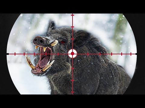 ŞOK EDİCİ VURUŞLAR! Tüm zamanların en şok edici yaban domuzu VURUŞLARI (TOP 200)