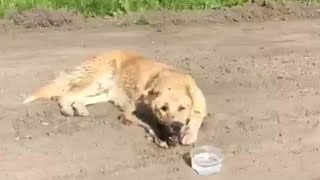 Monster did her to broken jaw and left her alone slowly dying in pain. She crying, begging for help!