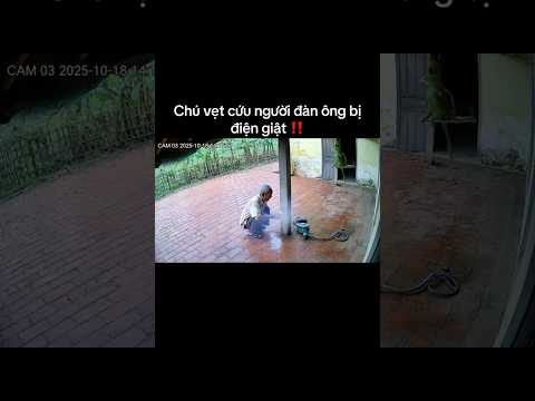 Camera ghi lại: con vẹt cứu ông lão thoát nạn giật điện‼️🐦⚡