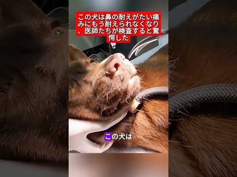 犬は鼻の耐え難い痛みにもう耐えられず、診察した医師たちは驚愕した。