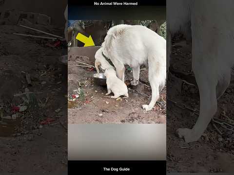A Kind Man Saved This PuppyLife ❤️🐕#dog #dogshorts #pets
