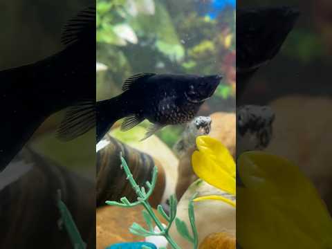 Meri molly fish bachche dene wali hai #aquarium #guppy #petsvlog #mollyfish #guppybreeding #mollyfry