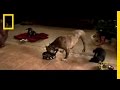 Understanding Dog Ownership and Care