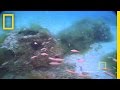 Artificial Reefs and Memorial Reefs Quiz