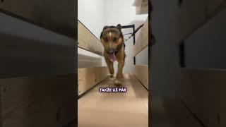 Máme křížence Huskyho?! 😍