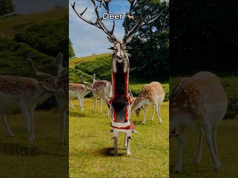 Zoochosis in real live. Deer 🦌, Wolf 🐺,  Kangaroo 🦘!!!