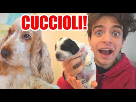 LA NOSTRA CUCCIOLA è DIVENTATA MAMMA