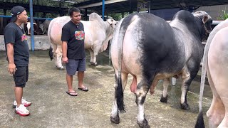 Bongkar perawatan Sapi kurban raksasa akbar farm ‼️🔥🔥🔥