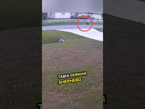 This dog almost killed boy until another dog save him ? #shorts