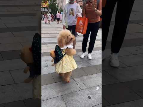 Anjing ini berjalan seperti gadis kecil🤯😍.. #shorts