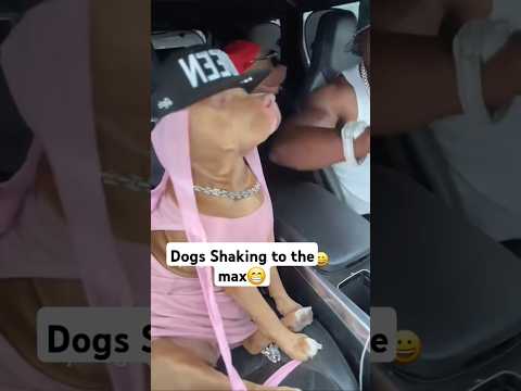 Dogs Shaking to the max😮 #dog #dogshorts #trending #viralvideo