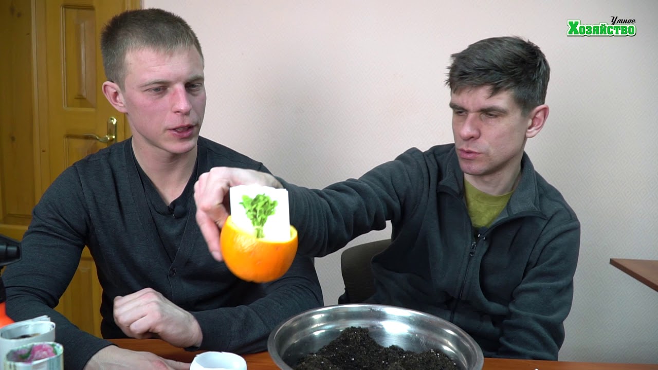Во что сеять семена, если нет горшков. 8 способов посадки семян