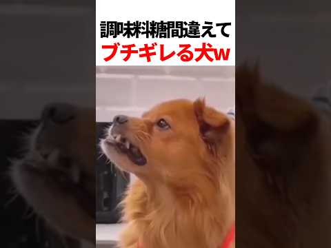 調味料間違えてブチギレる犬w