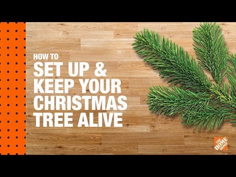 How to Keep Christmas Trees Alive
