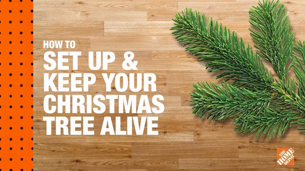 How to Keep Christmas Trees Alive
