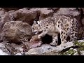 Understanding Snow Leopard Research Methods