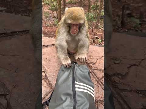 Monkey Stole His Bag And Eat The Food ! #shortsvideo