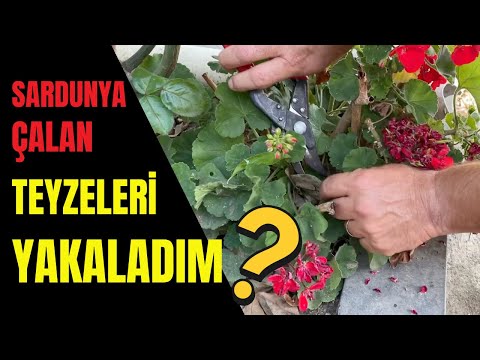 En kolay sardunya çoğaltma yöntemi nedir ? / Sardunya Köklendirme ve Çoğaltma Sırları #sardunya