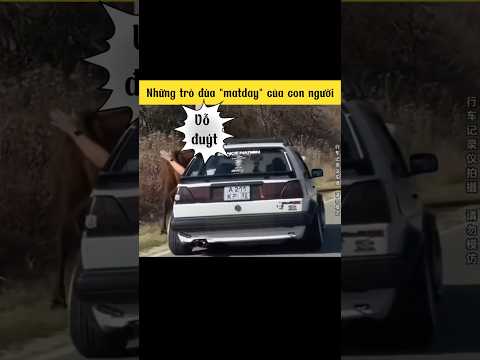P1: Tổng hợp những trò đùa "matday" của con người 🤣| hài hước mọi lúc #funny #shorts