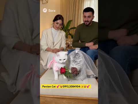 دختره رفته برای خاستگاری نه برای خودش برای پسرش#گربه #cat #بچه_گربه #خاستگاری#خرید_گربه #فروش_گربه