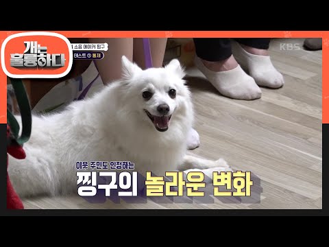 동네 스타가 된 엄마 보호자?!😁 이웃 주민도 인정하는 찡구의 놀라운 변화! [개는 훌륭하다/Dogs Are Incredible] | KBS 240701 방송