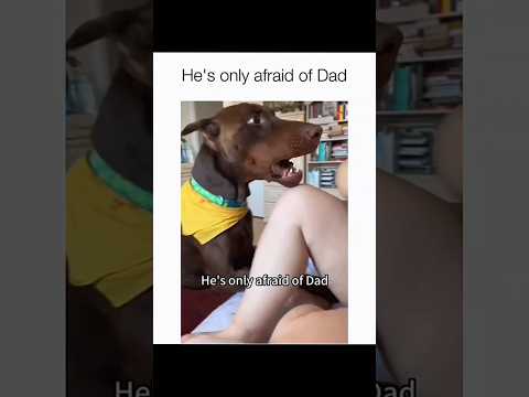 Dogs being idiots part 217 😂| Funny dogs compilation #funnydog #funnypet #cutedog #dog #dogsworld