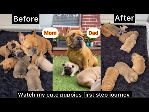 French Bulldog Puppies First Walk | Watch Their Adorable Journey ❤️