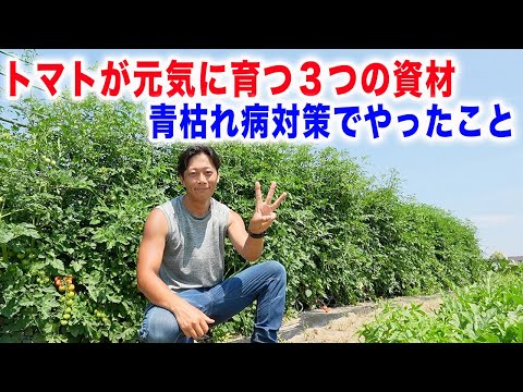 【青枯れ病克服！】トマトが絶好調です！土に入れた資材３つを紹介
