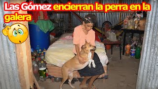 ¿Por qué las Gómez no dejan salir la perra? la tienen encerrada dentro de la galera – Ediciones Mend