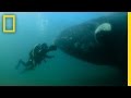 Diving with Southern Right Whales