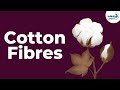 Cotton Processing and Properties