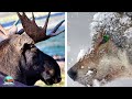 Ecological Dynamics of Isle Royale