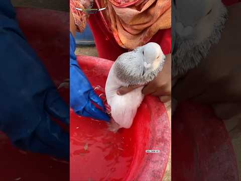 नया कबूतर जब भी लेकर आओ तो उसके पैर धोना चाहिए