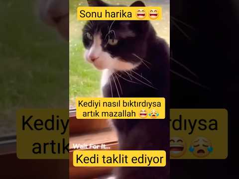 🛑 Kediyi nasıl bıktırdıysa artık nenemiz.. 👏 👏 👏 #kedi #kadın #dırdır