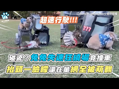 【碰瓷？兔兔失速狂繞場竟撞車 抬頭一臉矇還在暈網全被萌翻】｜IG / hanchi_bunnystory