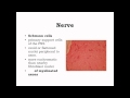 Functions and Structures of the Nervous System