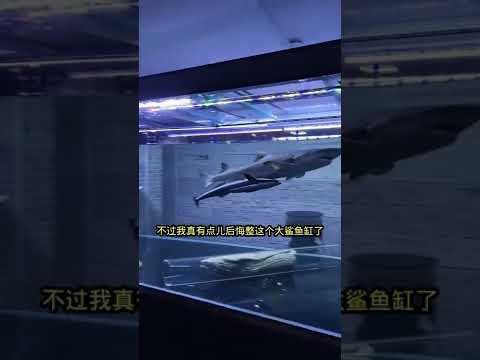 和谐相处的鲨鱼和海星
