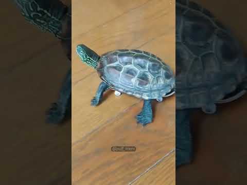 Funny Turtle  🐢 #turtle #pet #funny
