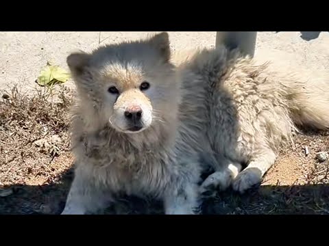 The owner abandoned him in a remote area, but a kind passerby rescued him.